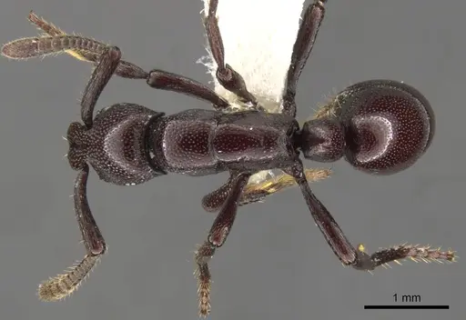 Loboponera obeliscata specimen CASENT0900370 image casent0900370_1