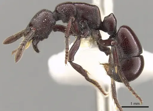 Loboponera obeliscata specimen CASENT0900370 image casent0900370_3