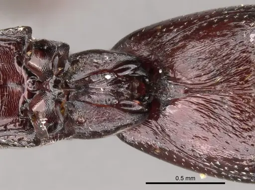 Loboponera obeliscata specimen CASENT0900370 image casent0900370_4