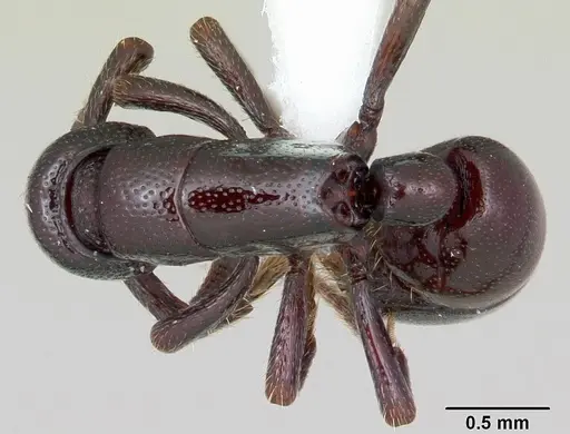 Loboponera politula specimen CASENT0003093 image casent0003093_1