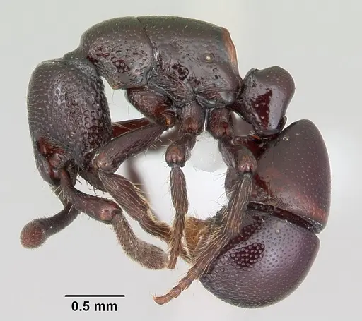 Loboponera politula specimen CASENT0003093 image casent0003093_3