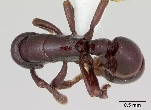 Loboponera politula specimen CASENT0003095 image casent0003095_1