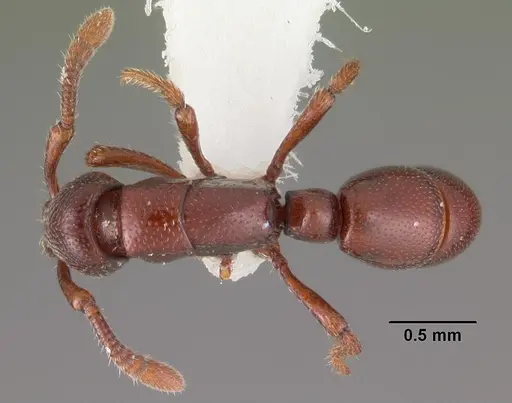 Loboponera politula specimen CASENT0102323 image casent0102323_1