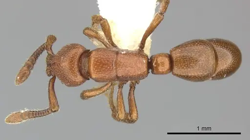Loboponera politula specimen CASENT0270587 image casent0270587_1