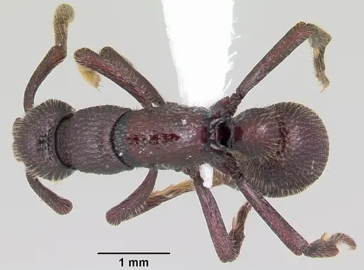 Loboponera subatra specimen CASENT0003098 image casent0003098_1