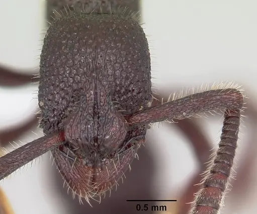 Loboponera subatra specimen CASENT0003098 image casent0003098_2