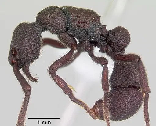 Loboponera subatra specimen CASENT0003098 image casent0003098_3