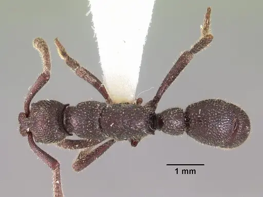 Loboponera subatra specimen CASENT0102326 image casent0102326_1