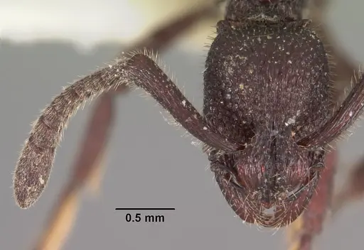 Loboponera subatra specimen CASENT0102326 image casent0102326_2