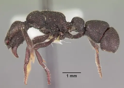 Loboponera subatra specimen CASENT0102326 image casent0102326_3