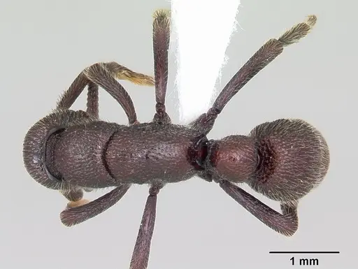Loboponera subatra specimen CASENT0408696 image casent0408696_1