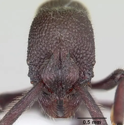 Loboponera subatra specimen CASENT0408696 image casent0408696_2