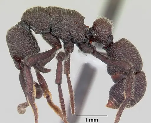 Loboponera subatra specimen CASENT0408696 image casent0408696_3