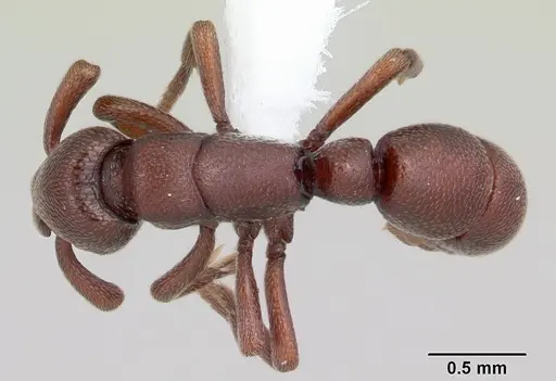 Loboponera trica specimen CASENT0003113 image casent0003113_1
