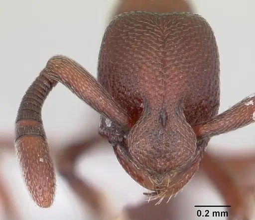 Loboponera trica specimen CASENT0003113 image casent0003113_2