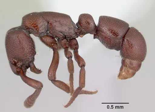 Loboponera trica specimen CASENT0003113 image casent0003113_3