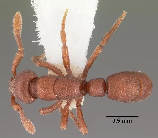Loboponera trica specimen CASENT0102322 image casent0102322_1