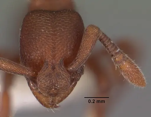 Loboponera trica specimen CASENT0102322 image casent0102322_2