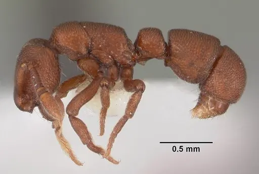 Loboponera trica specimen CASENT0102322 image casent0102322_3
