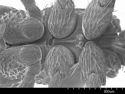 Loboponera vigilans specimen ANTWEB1008546 image antweb1008546_1