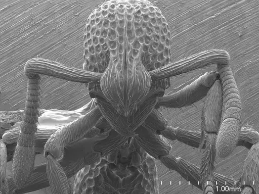 Loboponera vigilans specimen ANTWEB1008546 image antweb1008546_2