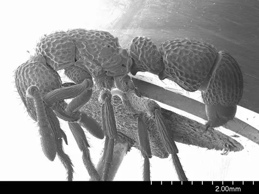 Loboponera vigilans specimen ANTWEB1008546 image antweb1008546_3