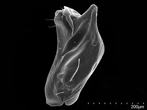 Loboponera vigilans specimen CASENT0003102 image casent0003102_1