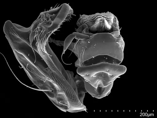 Loboponera vigilans specimen CASENT0003102 image casent0003102_2