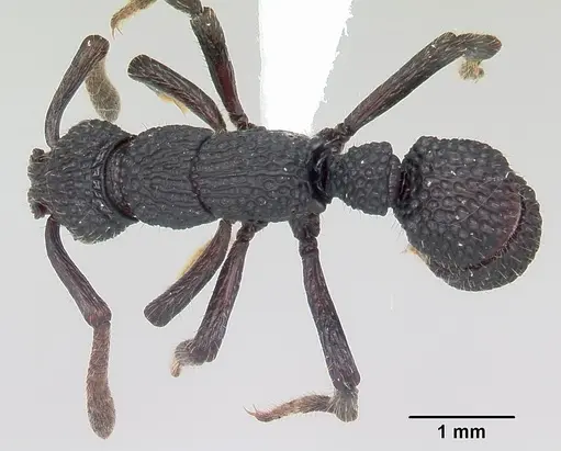 Loboponera vigilans specimen CASENT0003107 image casent0003107_1