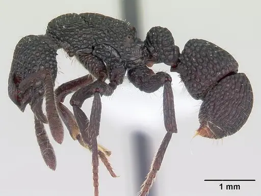 Loboponera vigilans specimen CASENT0003107 image casent0003107_3