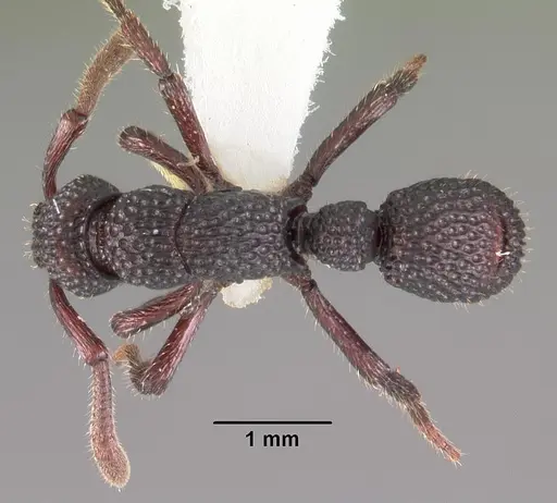 Loboponera vigilans specimen CASENT0102329 image casent0102329_1