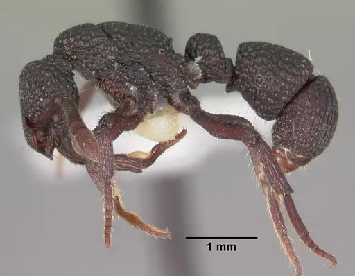 Loboponera vigilans specimen CASENT0102329 image casent0102329_3