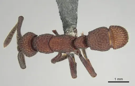 Loboponera vigilans specimen CASENT0250061 image casent0250061_1