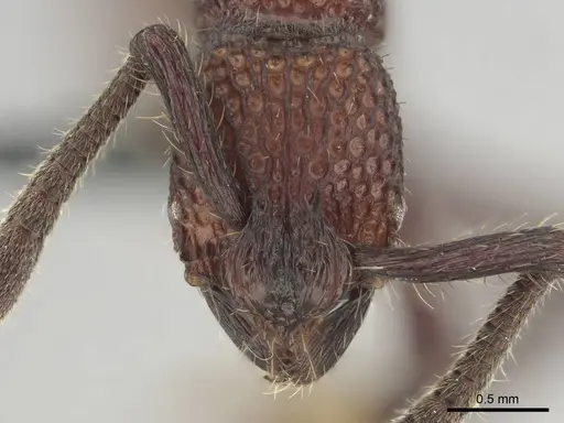 Loboponera vigilans specimen CASENT0250061 image casent0250061_2