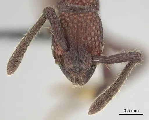 Loboponera vigilans specimen CASENT0250061 image casent0250061_3