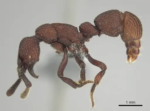 Loboponera vigilans specimen CASENT0250061 image casent0250061_4