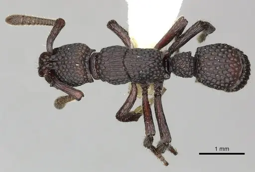Loboponera vigilans specimen CASENT0270586 image casent0270586_1
