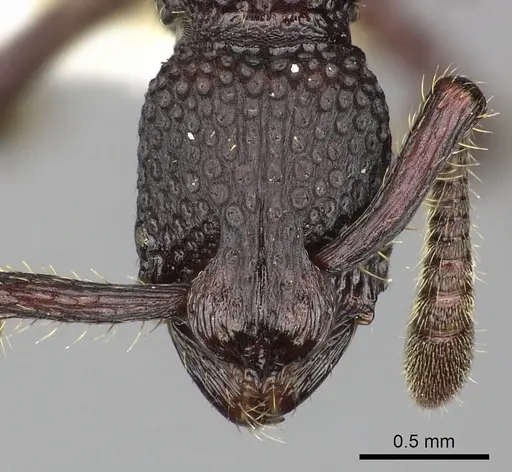 Loboponera vigilans specimen CASENT0270586 image casent0270586_2