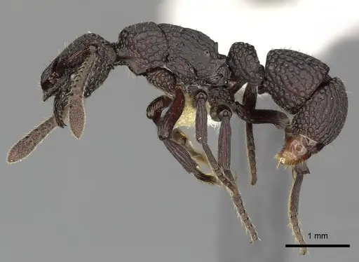Loboponera vigilans specimen CASENT0270586 image casent0270586_3