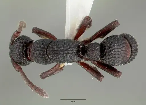Loboponera vigilans specimen CASTYPE16756 image castype16756_1