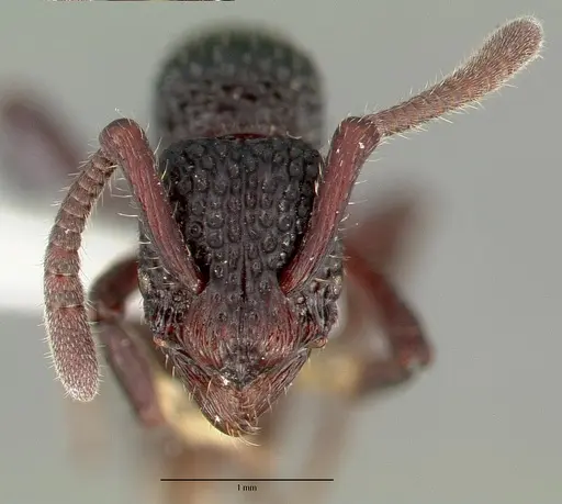 Loboponera vigilans specimen CASTYPE16756 image castype16756_2