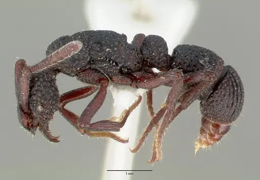 Loboponera vigilans specimen CASTYPE16756 image castype16756_3