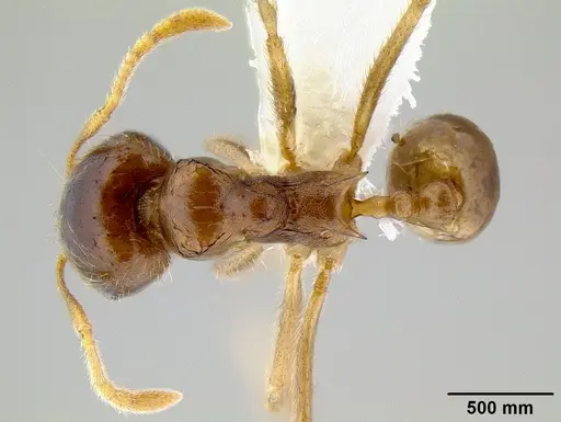 Lophomyrmex ambiguus specimen CASENT0106225 image casent0106225_1