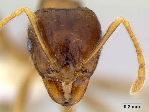 Lophomyrmex ambiguus specimen CASENT0106225 image casent0106225_2