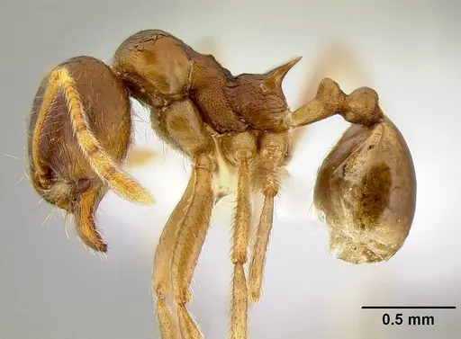 Lophomyrmex ambiguus specimen CASENT0106225 image casent0106225_3