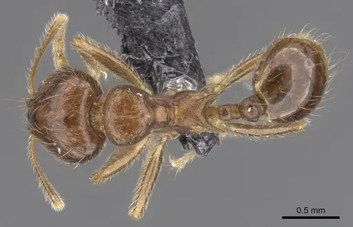 Lophomyrmex ambiguus specimen CASENT0901265 image casent0901265_1