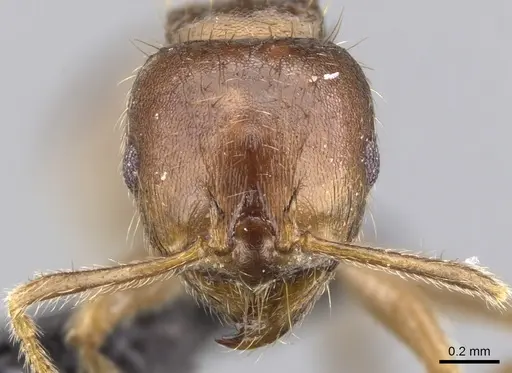 Lophomyrmex ambiguus specimen CASENT0901265 image casent0901265_2