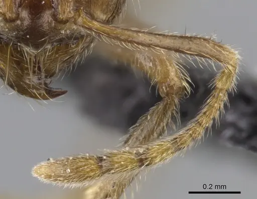 Lophomyrmex ambiguus specimen CASENT0901265 image casent0901265_3