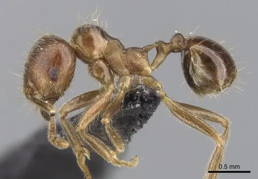 Lophomyrmex ambiguus specimen CASENT0901265 image casent0901265_4
