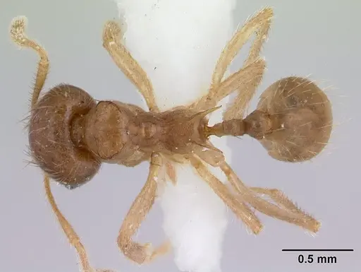Lophomyrmex bedoti specimen CASENT0178542 image casent0178542_1